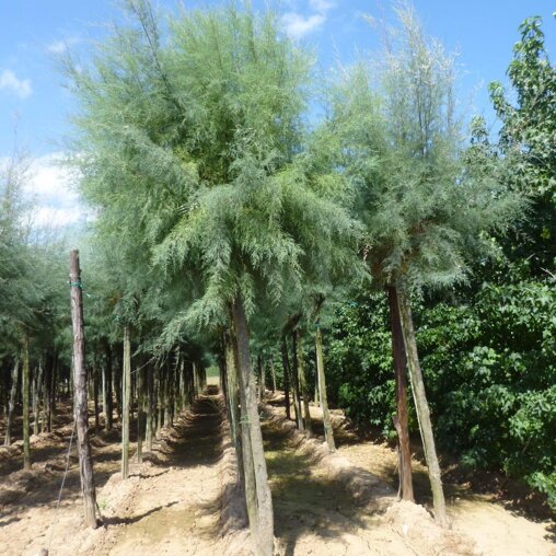Tamarisk